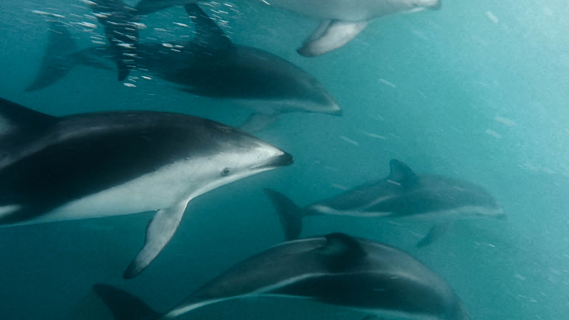 Dolphin Encounter Trip