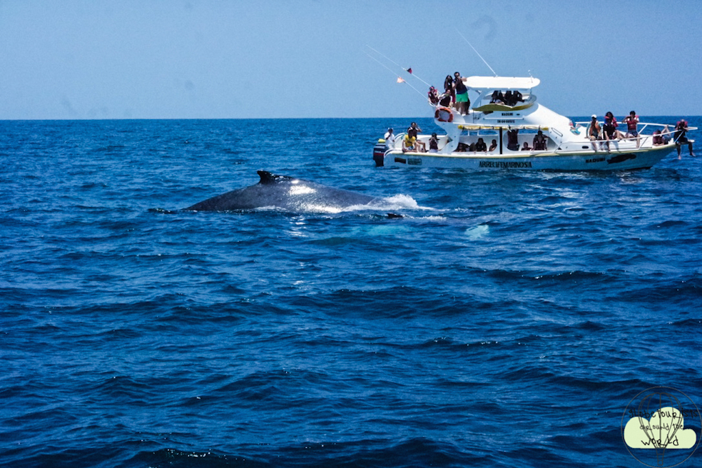 Whale watching in Puerto Lopez